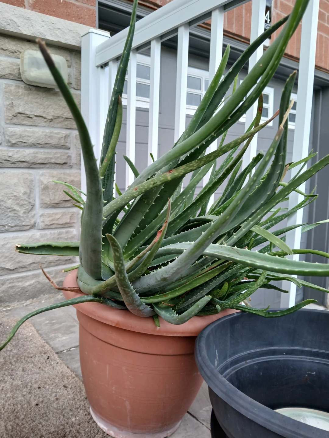 Large Potted Aloe Vera Plant