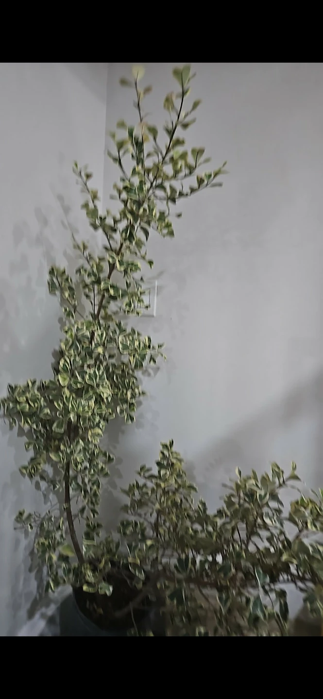 Variegated Euonymus Houseplant 5 feet - photo 2