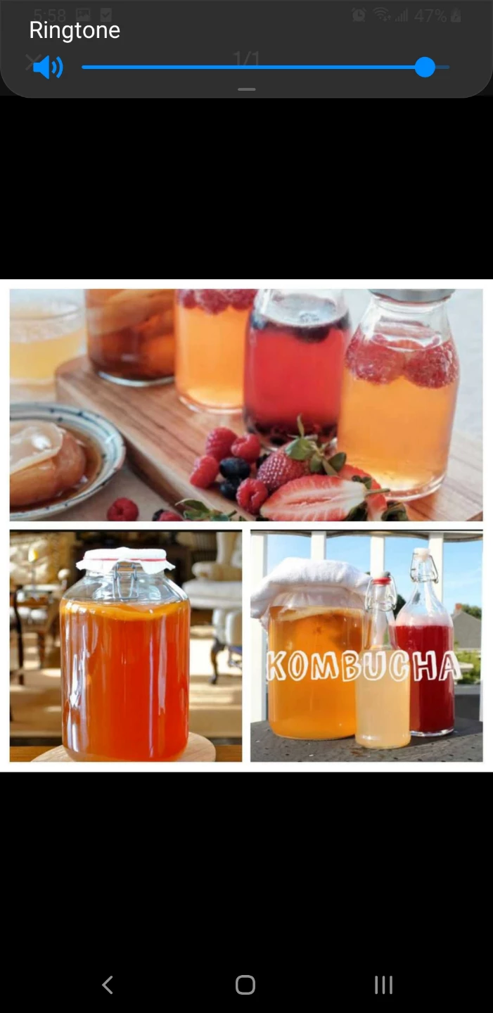 Kombucha SCOBY