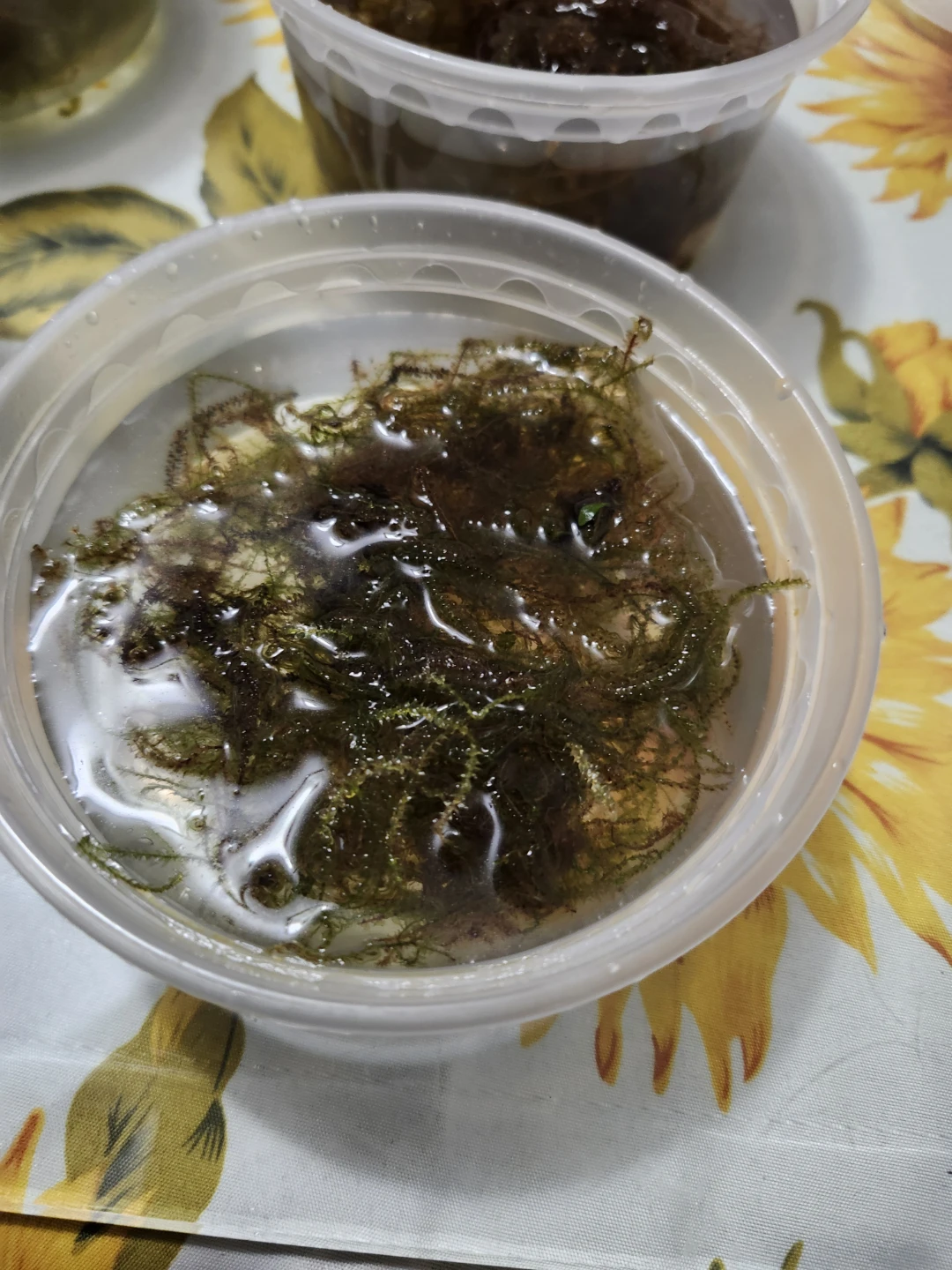 Aquarium Moss for aquariums and fish tanks - photo 4