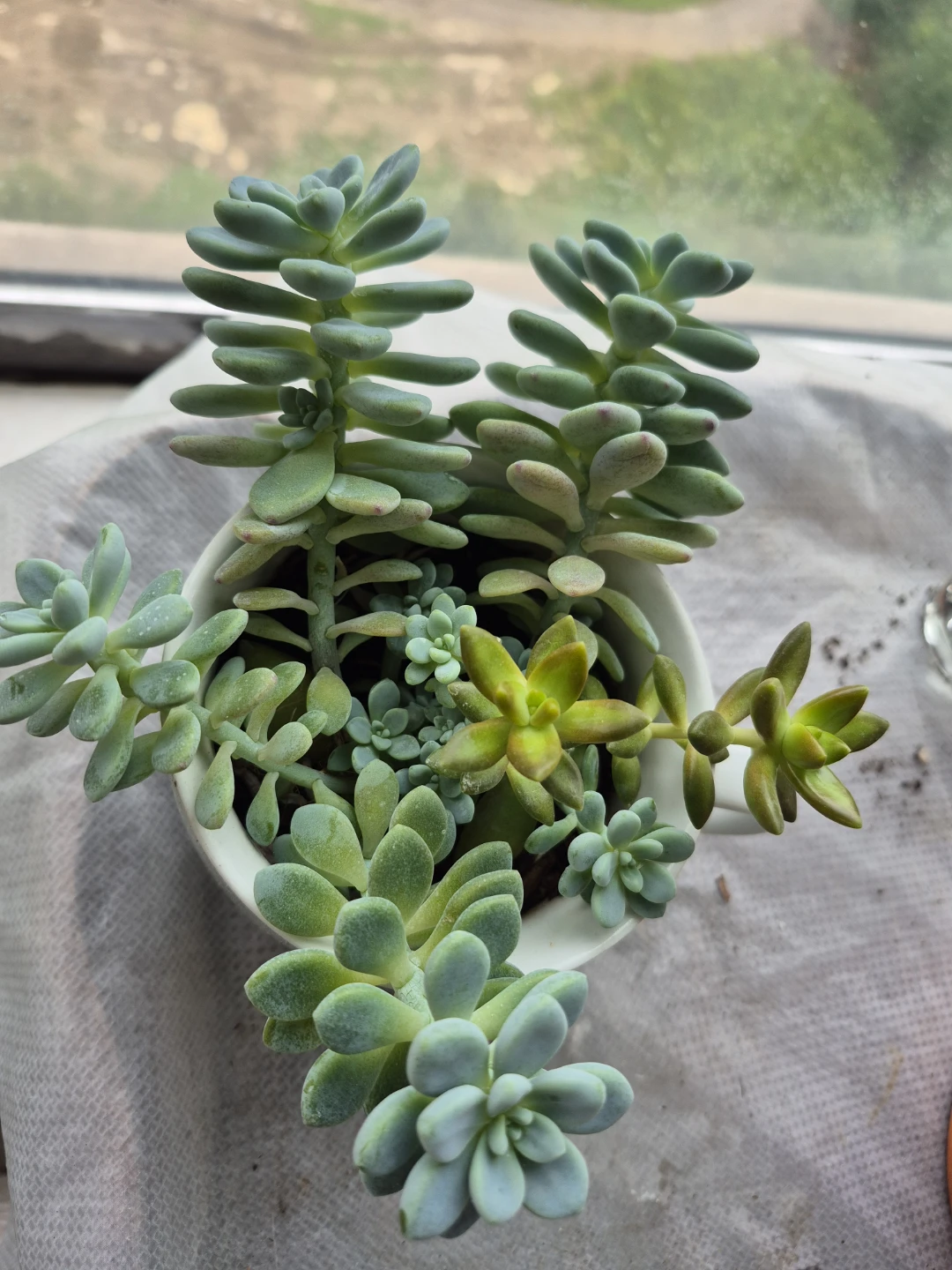 Succulent Arrangement in White Mug