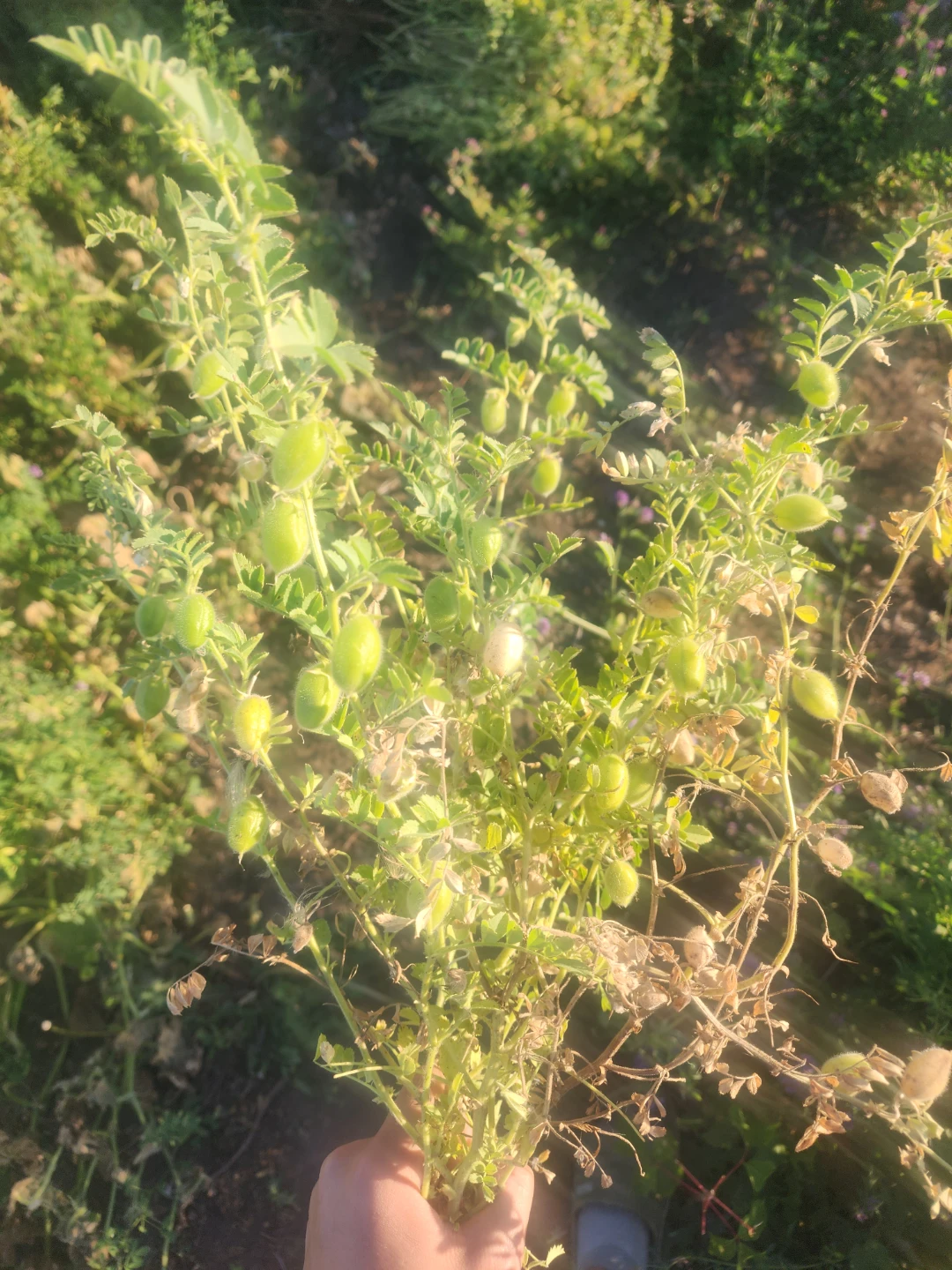Freshly Harvested Chickpea Plants - photo 2
