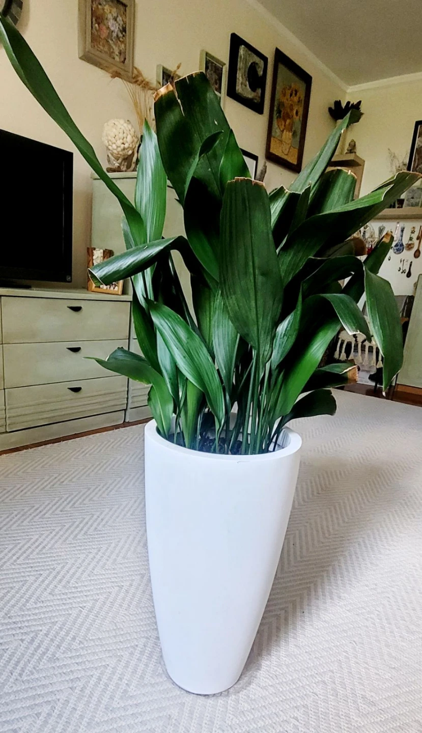 Cast Iron Plant in White Planter - photo 4