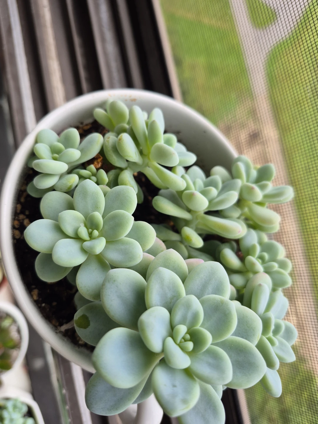 Sedum morganianum Burro's Tail Succulent Plant - photo 2