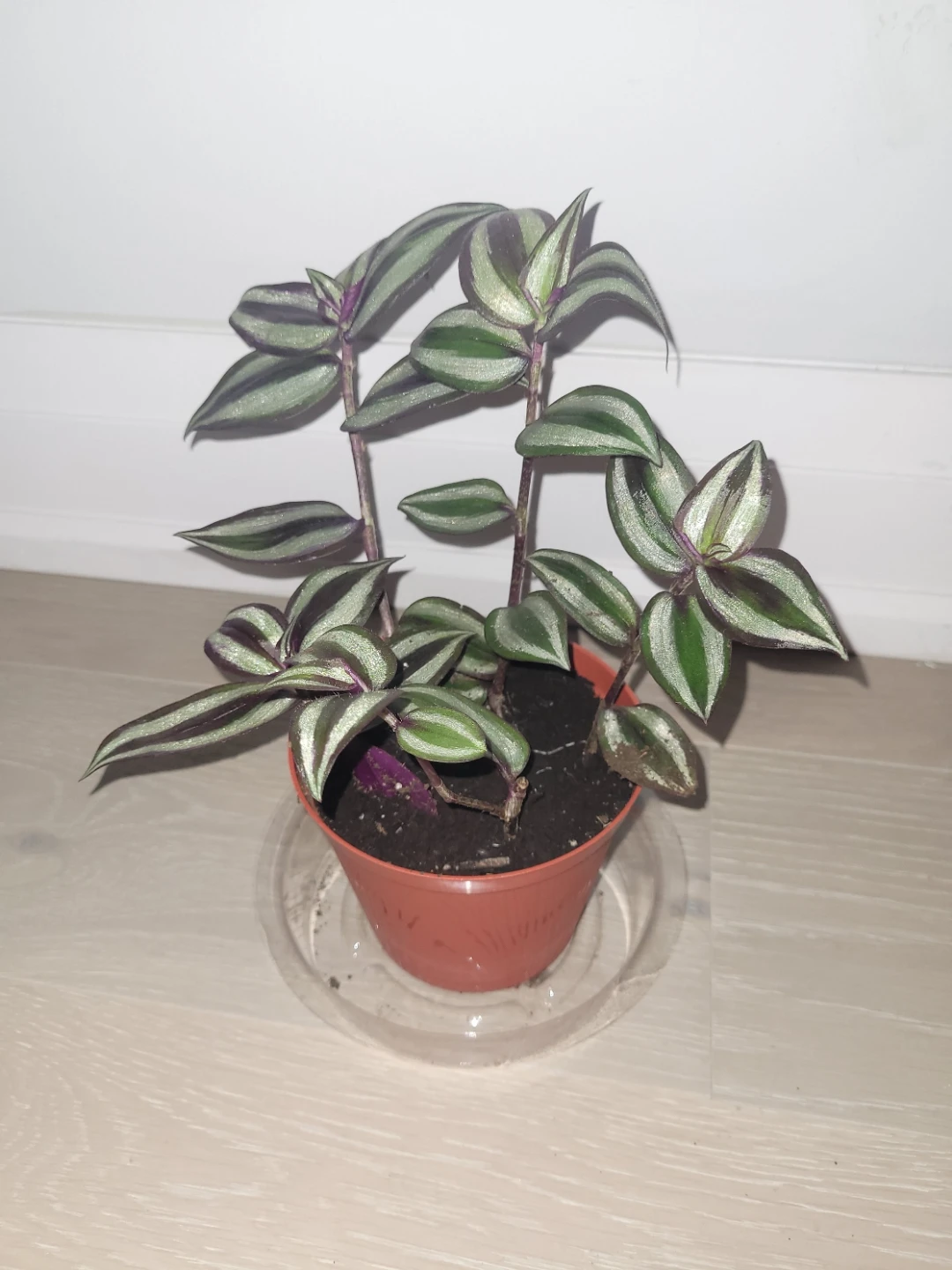 Silver Inch Plant