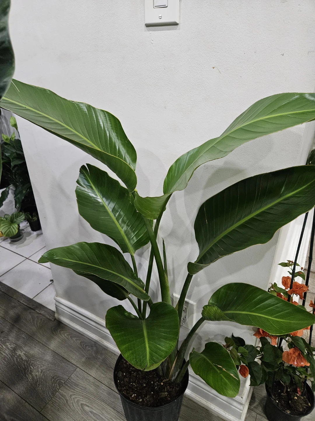 Strelitzia nicolai Bird of Paradise plant