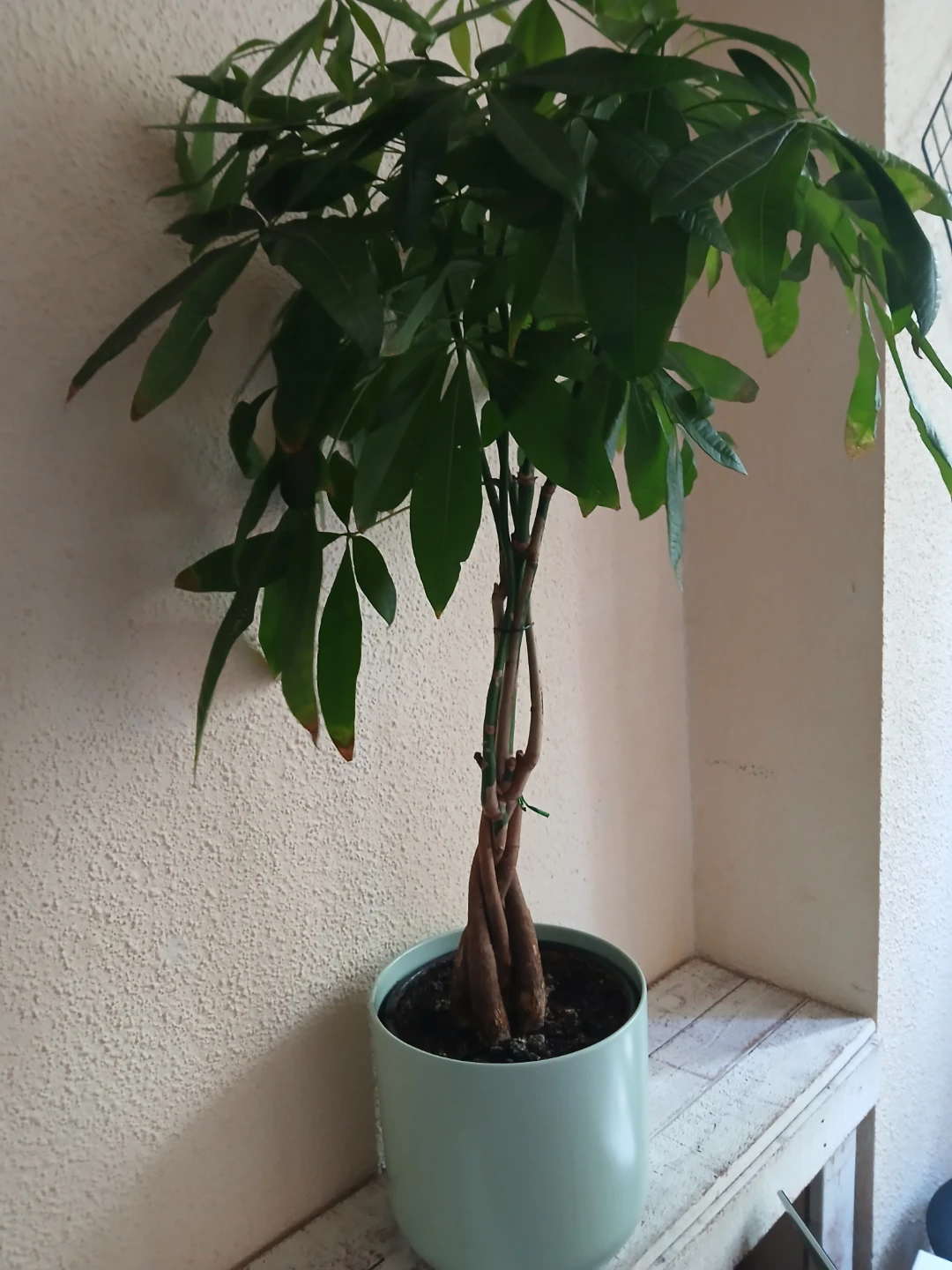 Braided Money Tree Plant