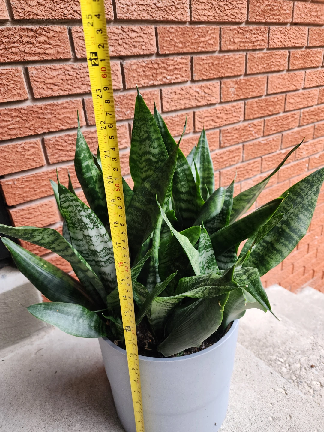 Snake Plant in Grey Pot - photo 3