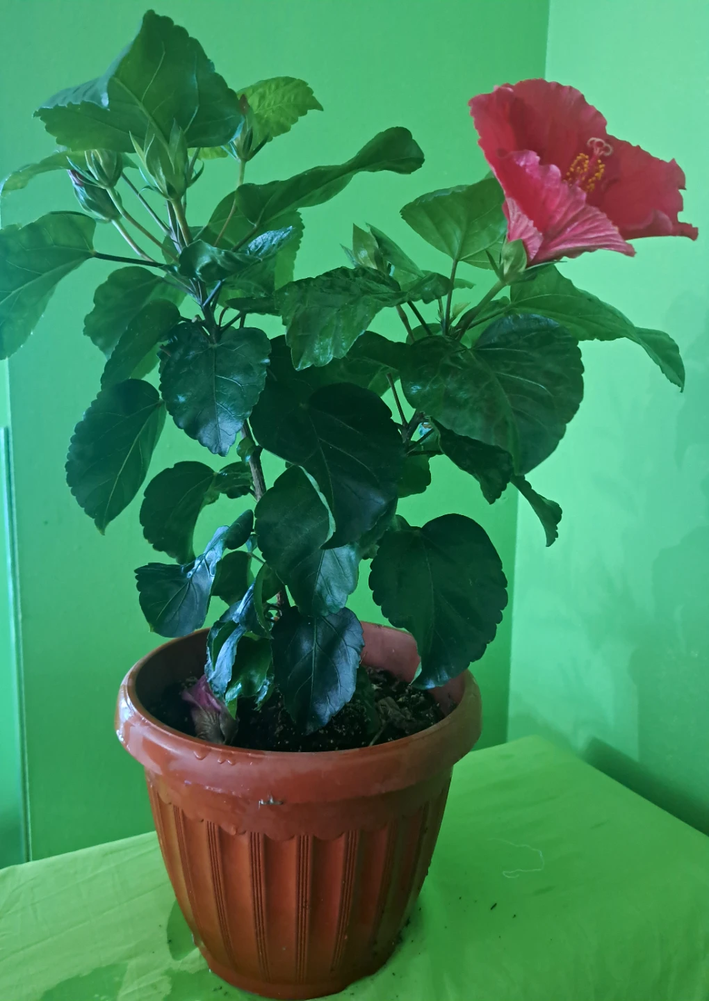 Potted Hibiscus Plant with Red Flower