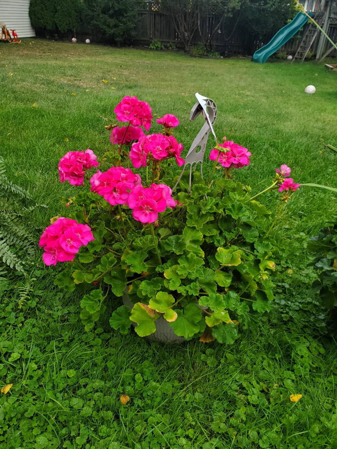 PLANTS FOR SALE - photo 3