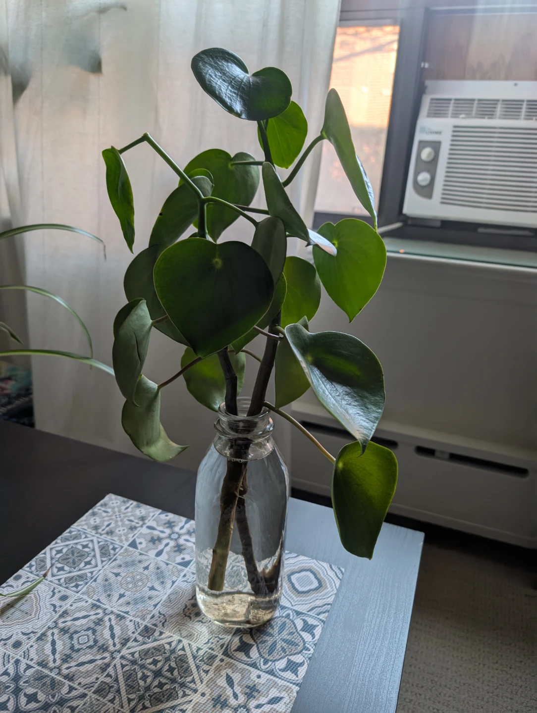 Peperomia plant cutting - photo 3