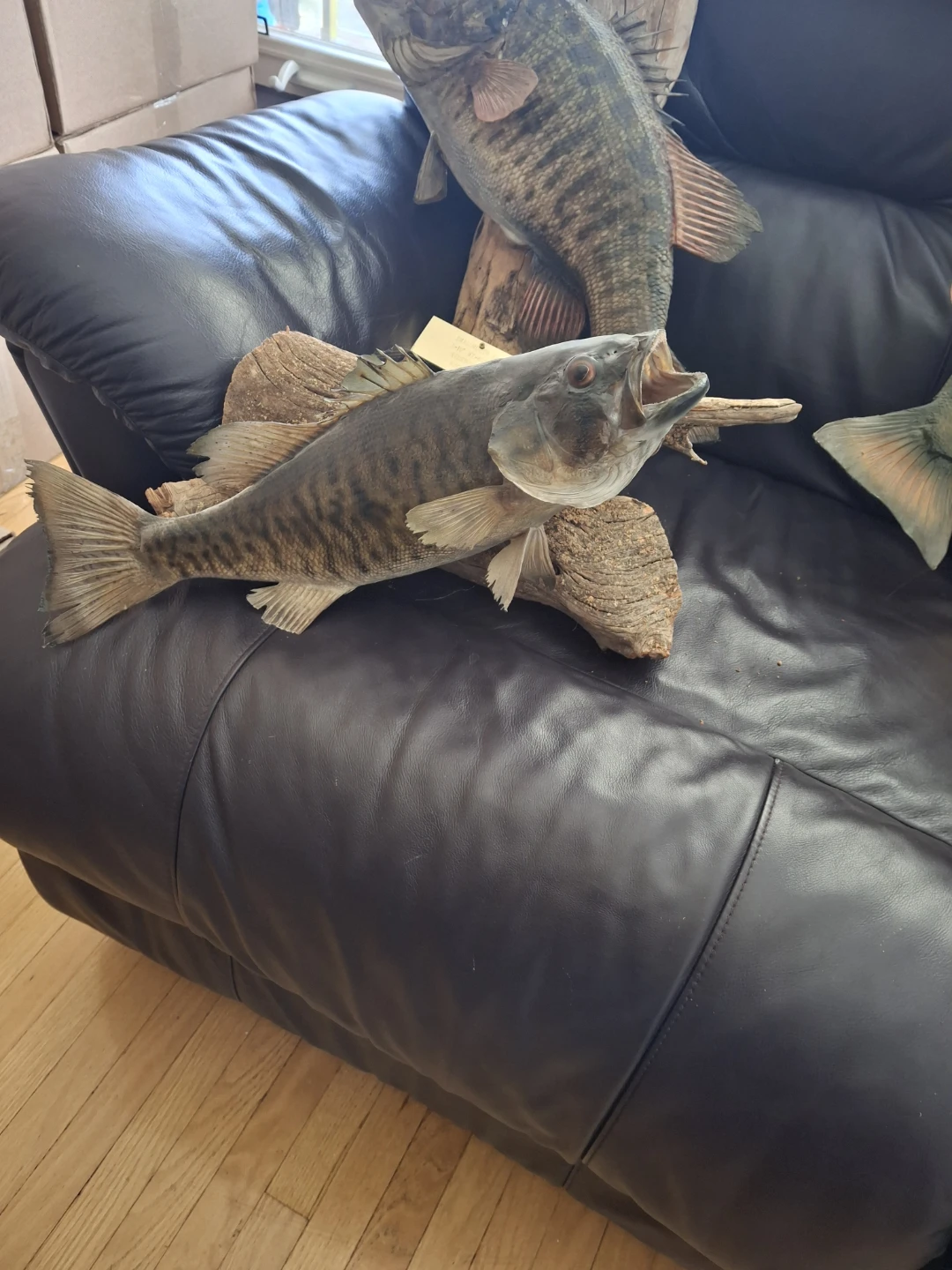 Smallmouth Bass Taxidermy Mount