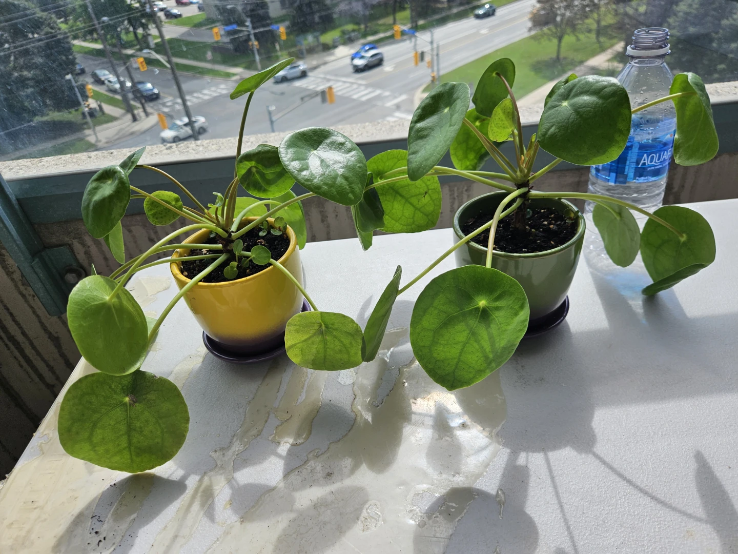 Two Pilea Peperomioides Houseplants - photo 3