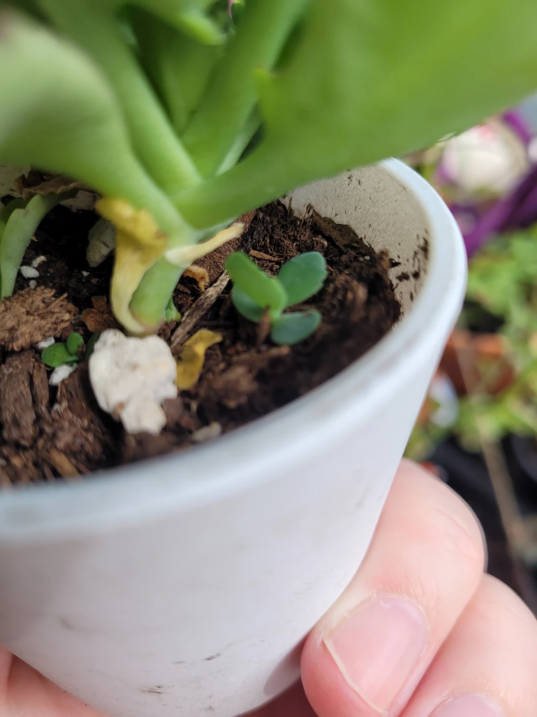 Mother of Thousands Succulent in Pot - photo 4