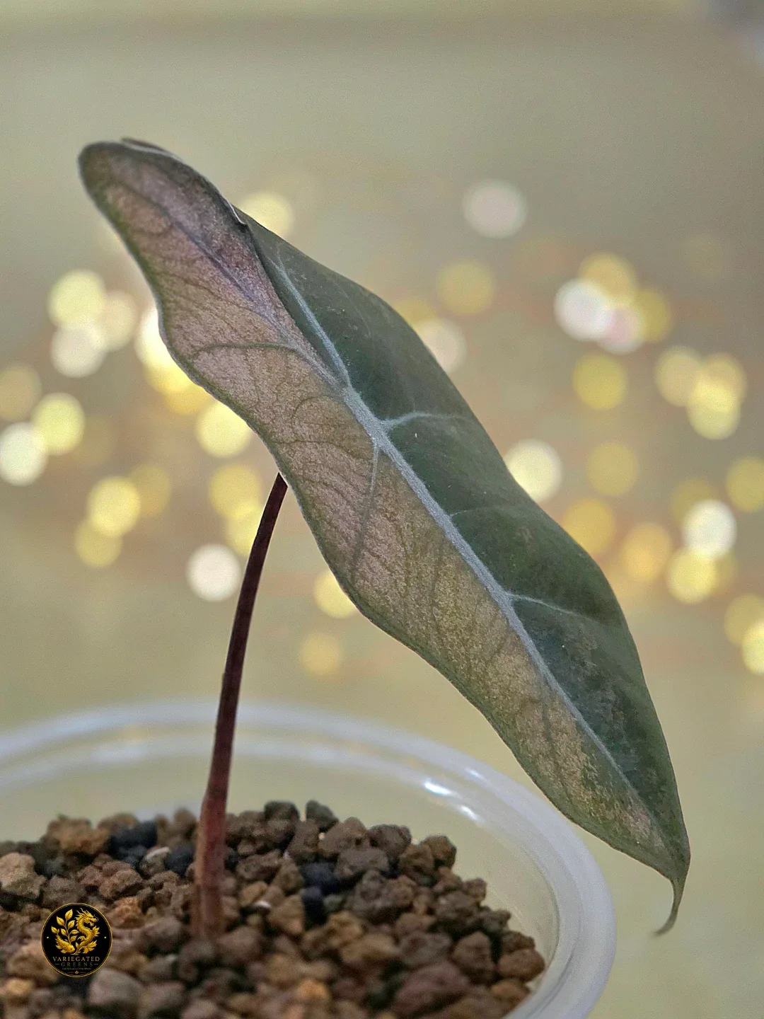 Alocasia pseudosanderiana "Rosewood Divide" - photo 2