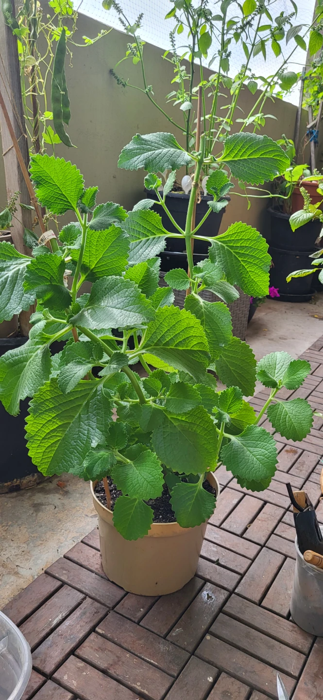 Mexican Mint/ Tần dày lá