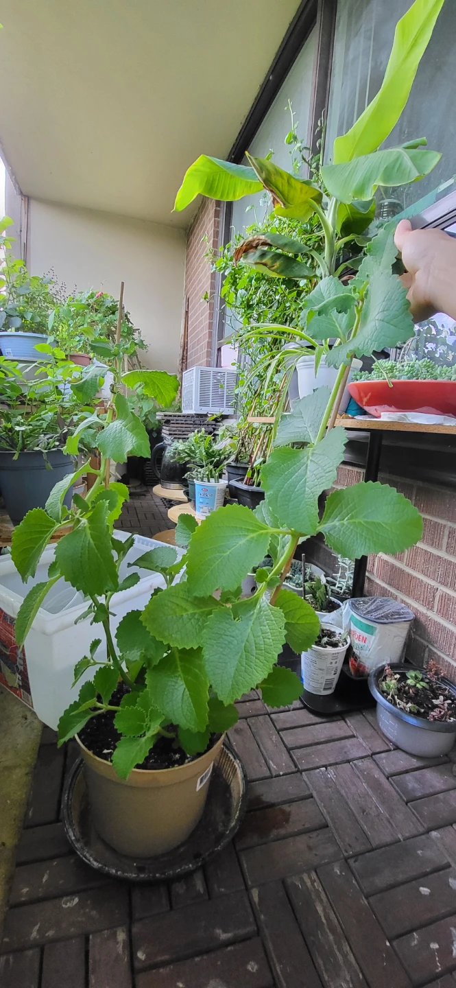 Mexican Mint/ Tần dày lá - photo 3