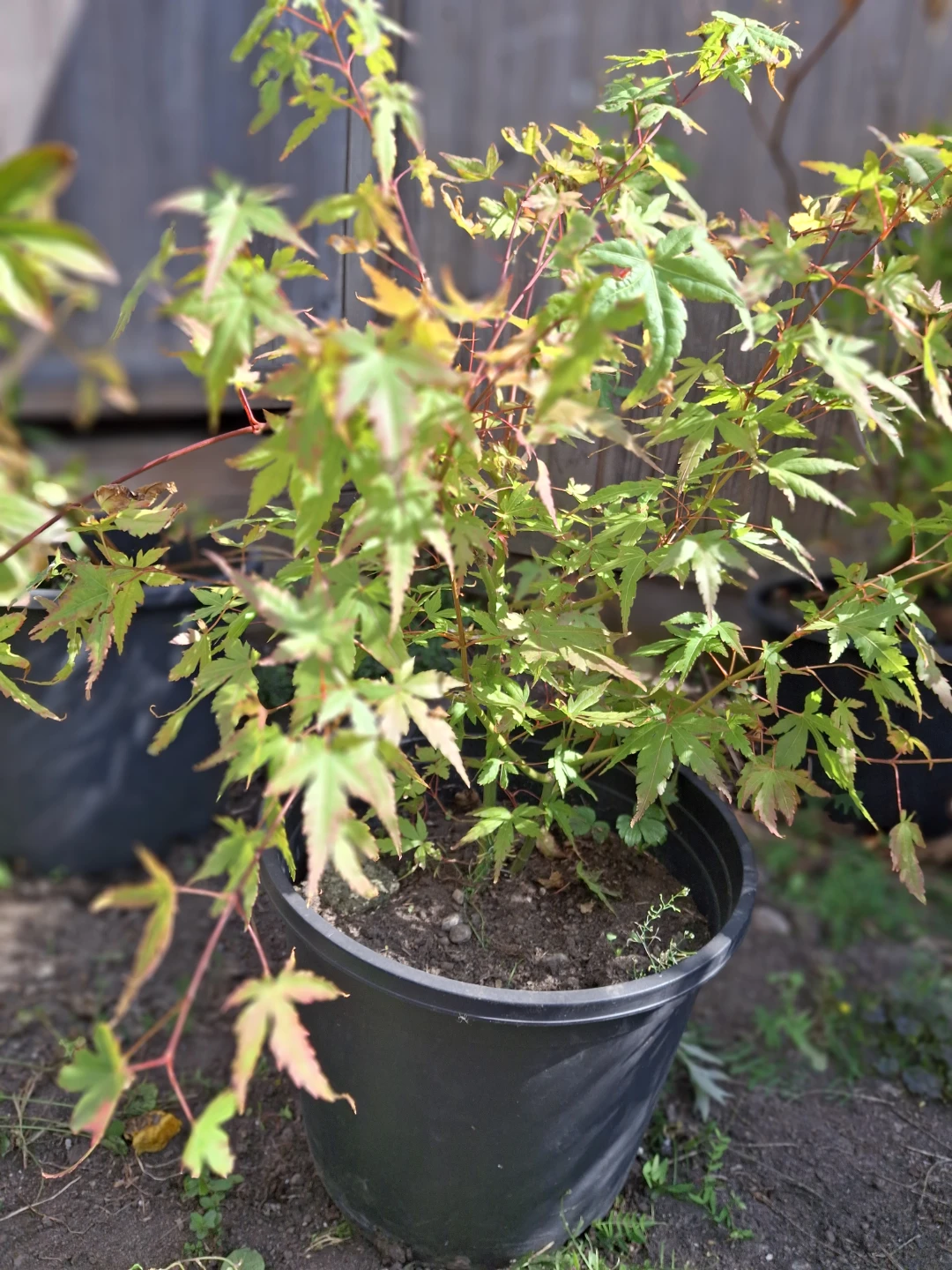 Japanese Maple Potted Tree - photo 2