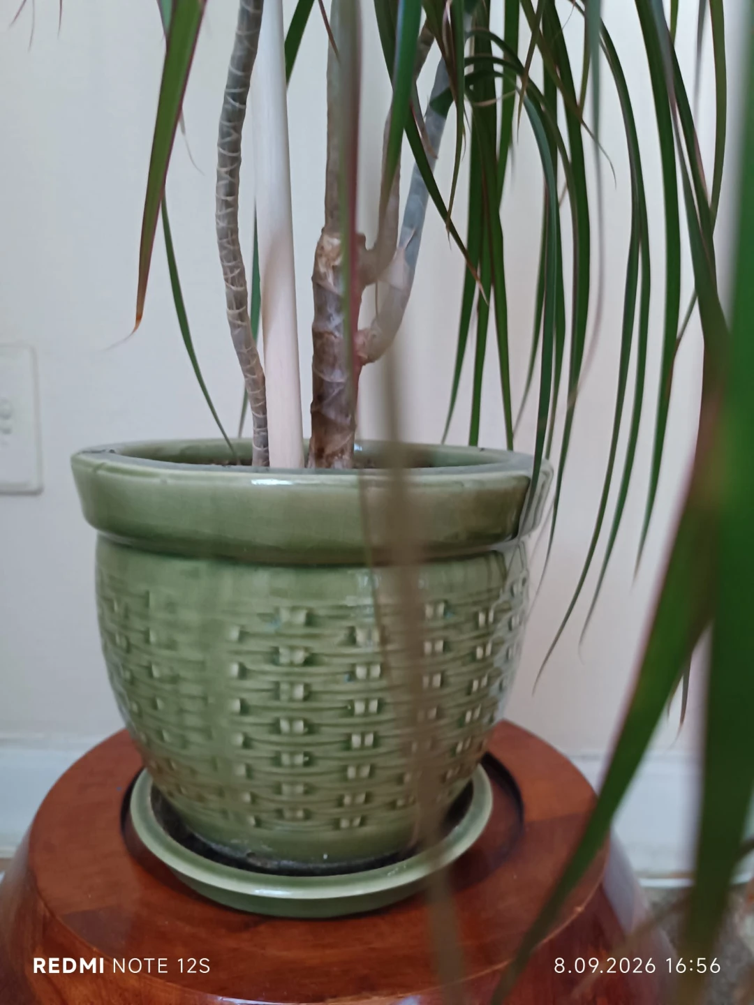 Large Dracaena Marginata Houseplant - photo 3