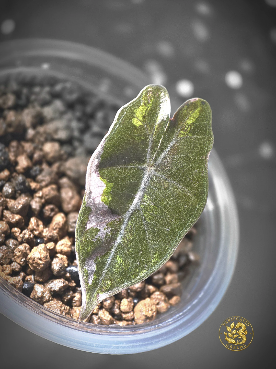 Alocasia pseudosanderiana "Lavender Fault" - photo 3