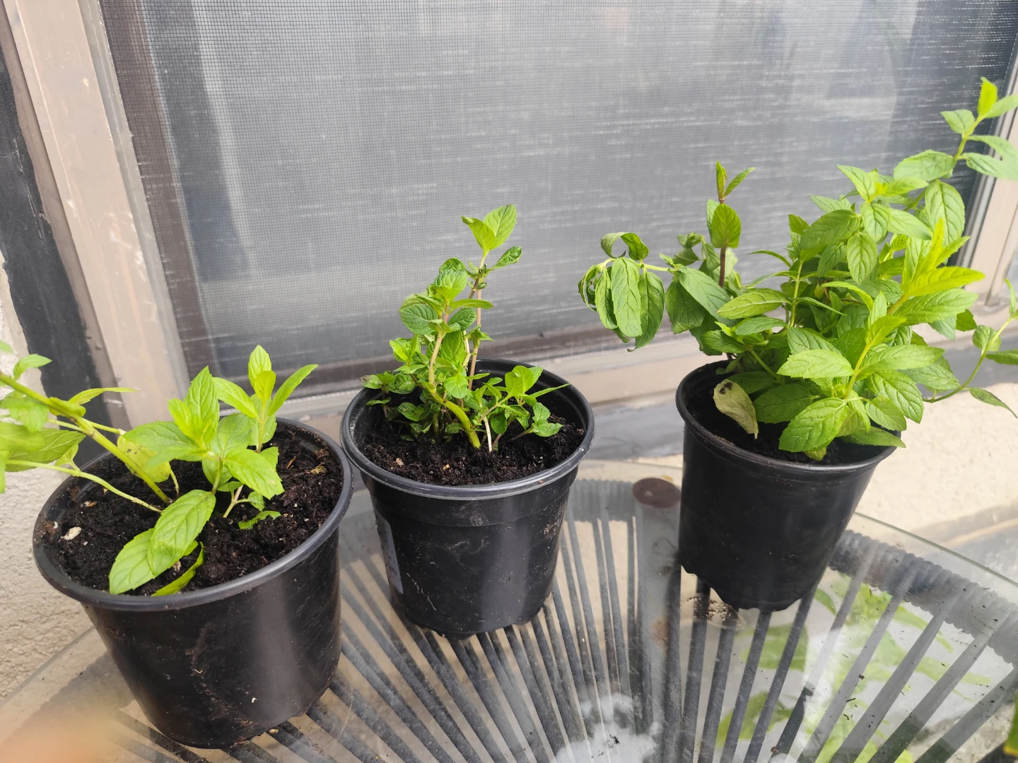Baby Mint Plants in Pots - photo 2
