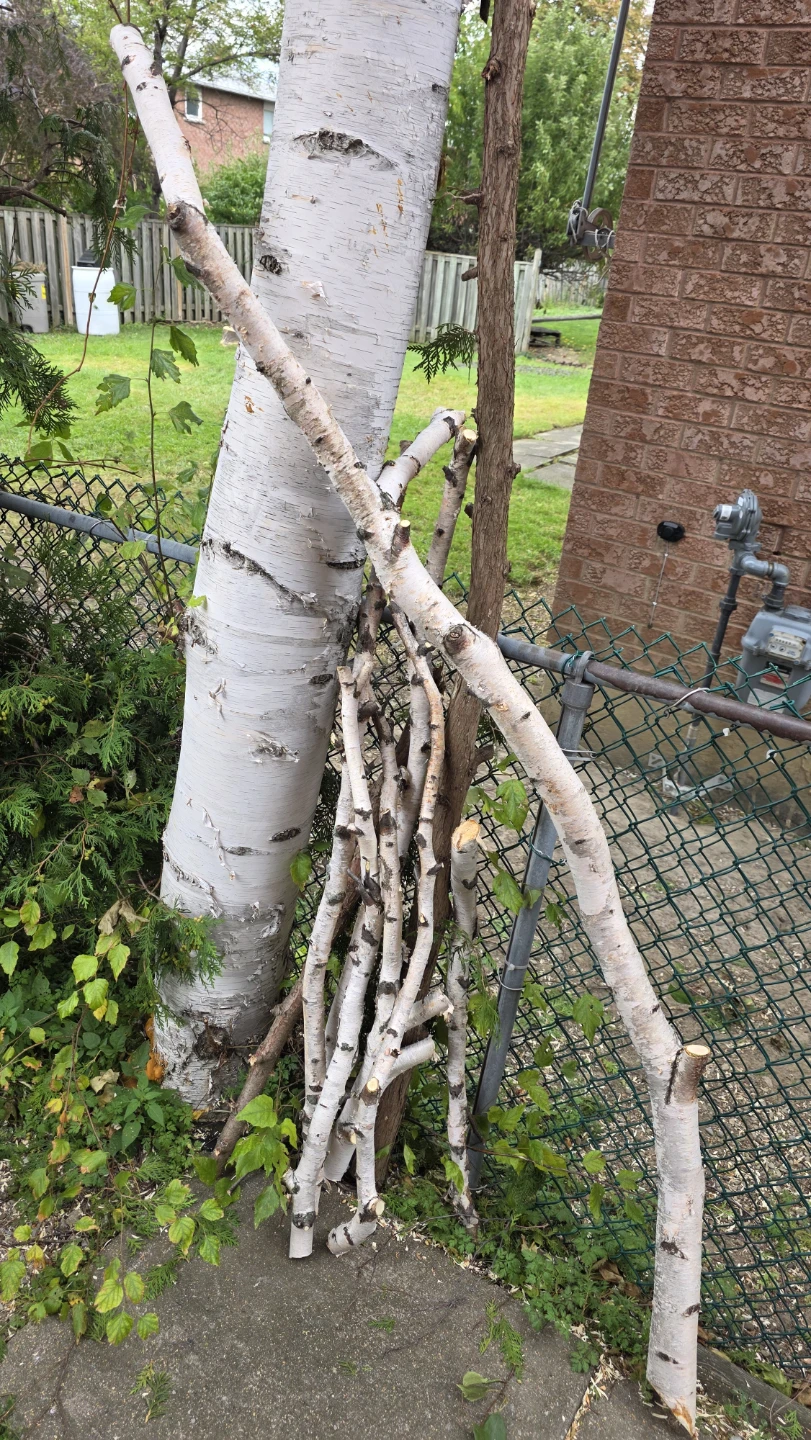 🏈 Birch tree logs and branches - photo 3