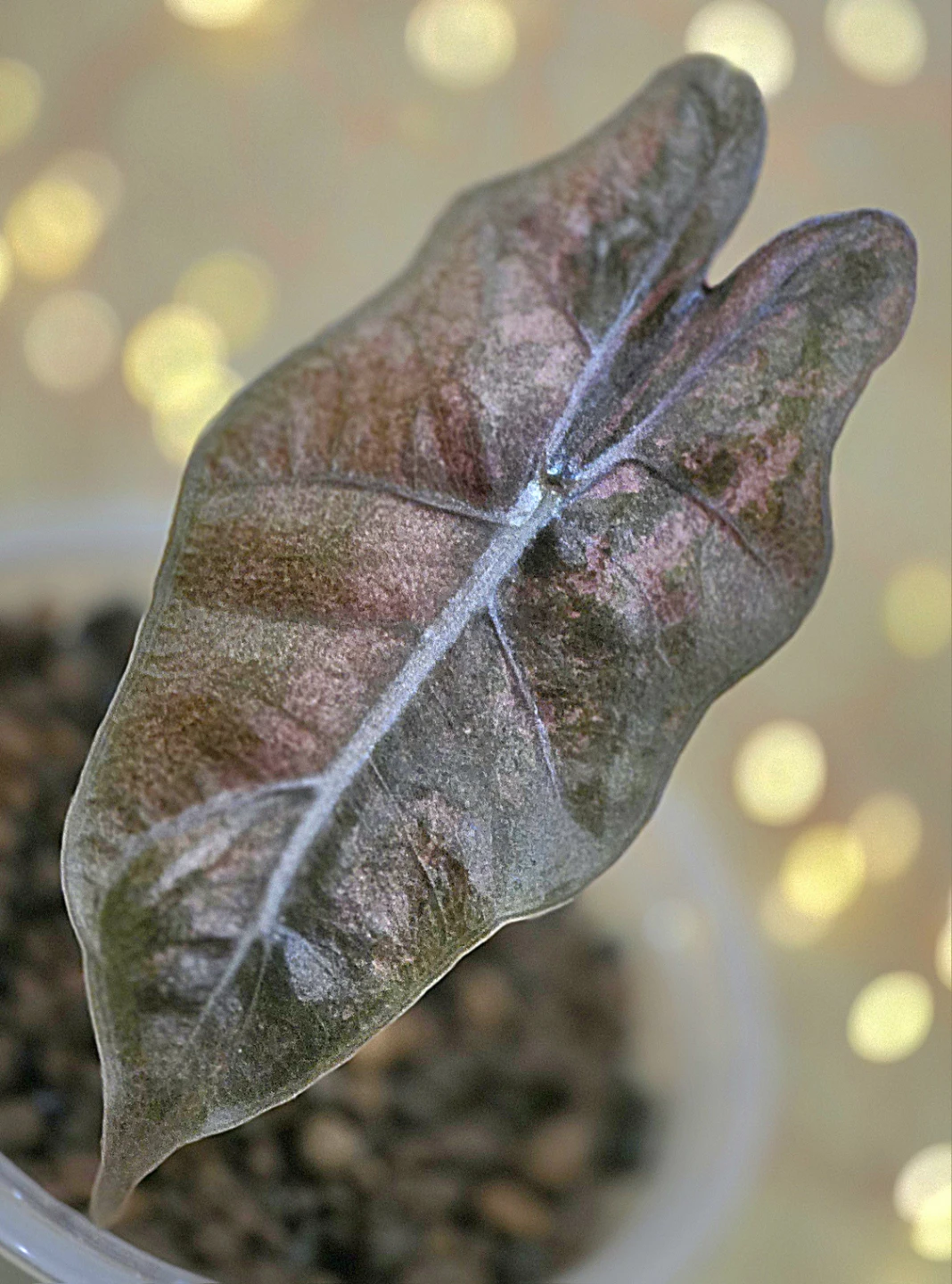 Alocasia pseudosanderiana “Mauve Patina”