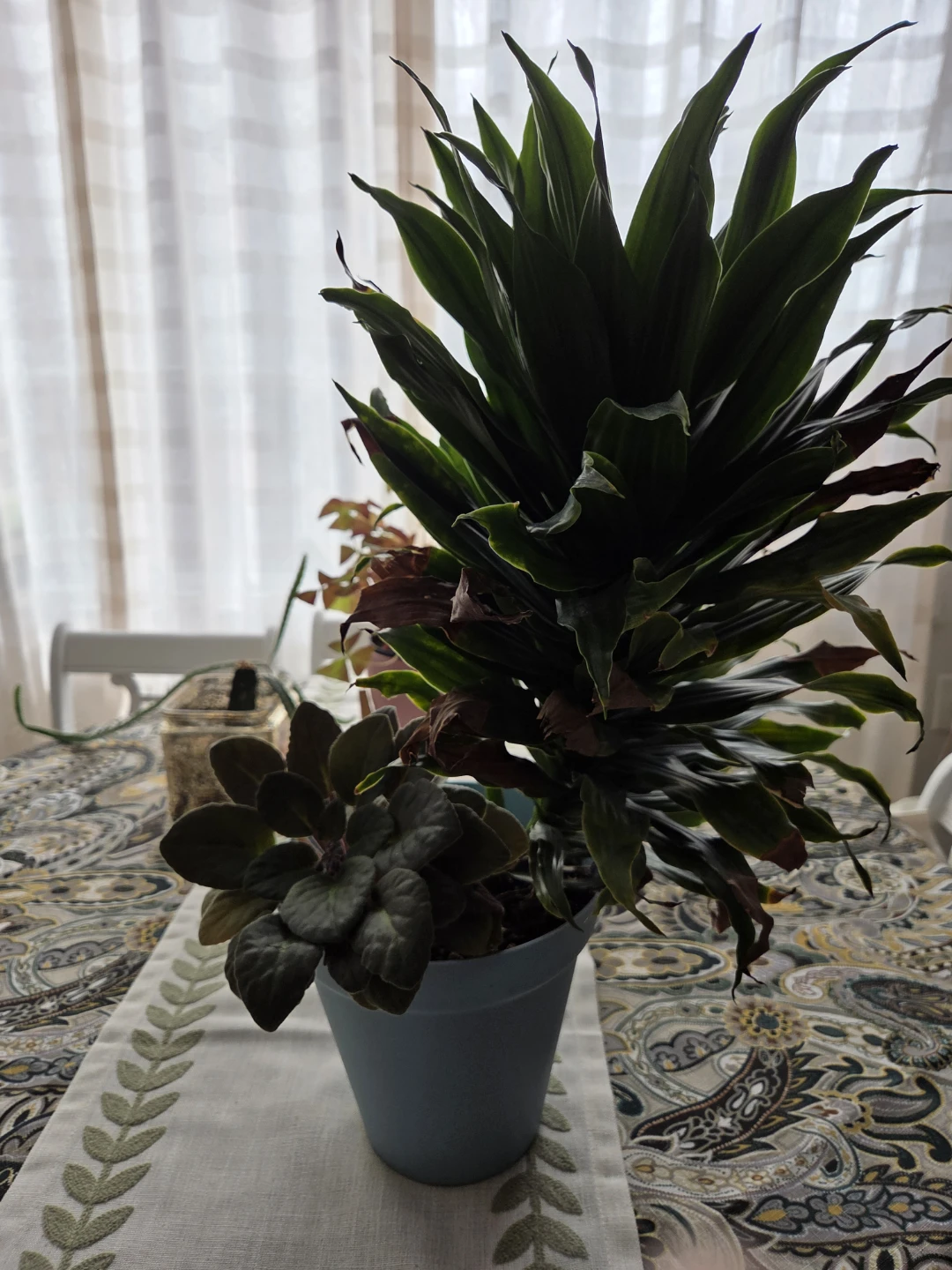 Potted Houseplant Pair 🏈 - photo 2