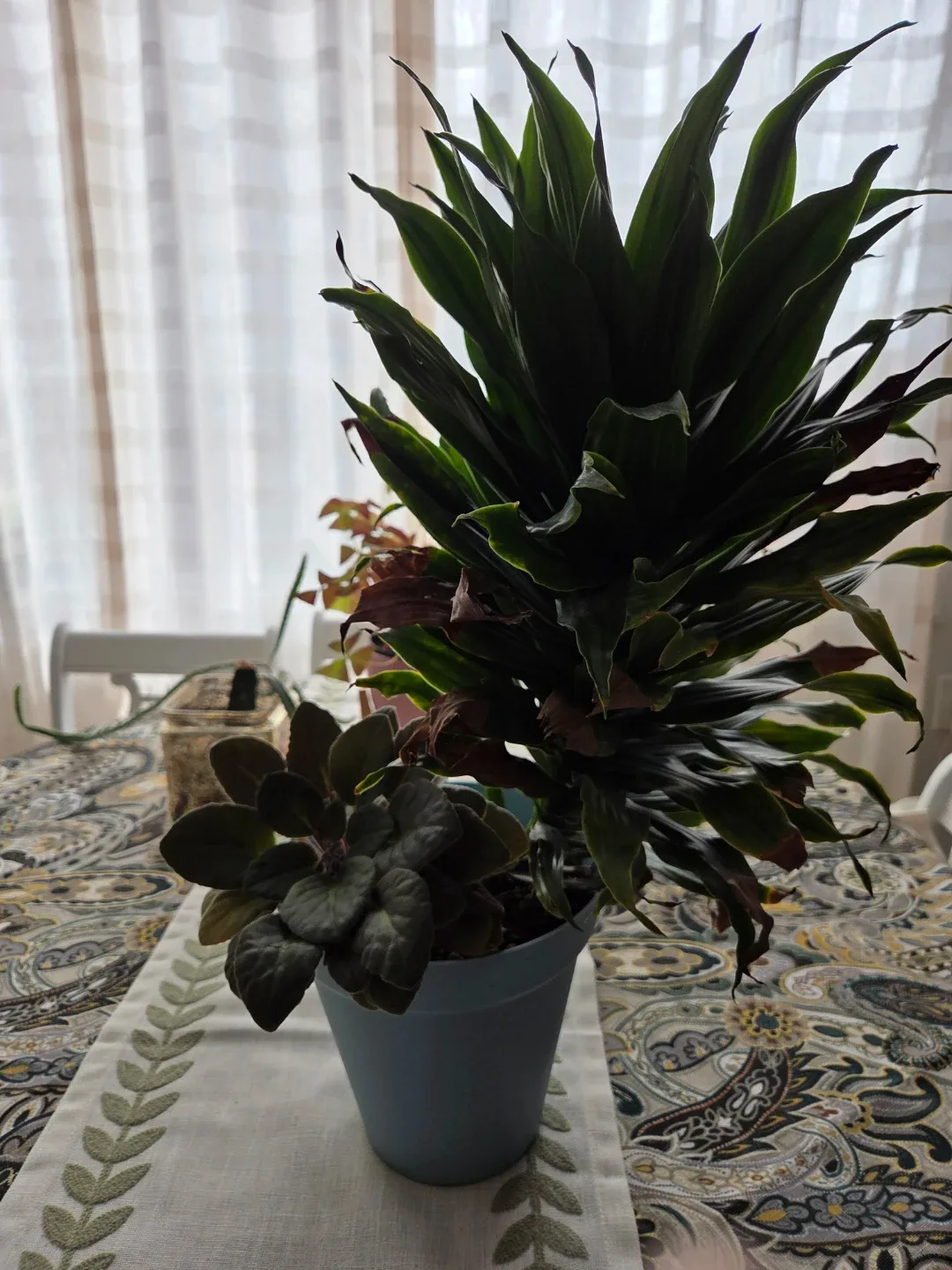 Potted Houseplant Pair 🏈 - photo 2