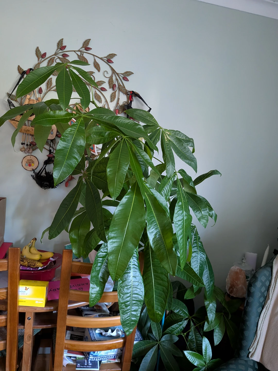 Large Pachira Aquatica Money Tree Plant