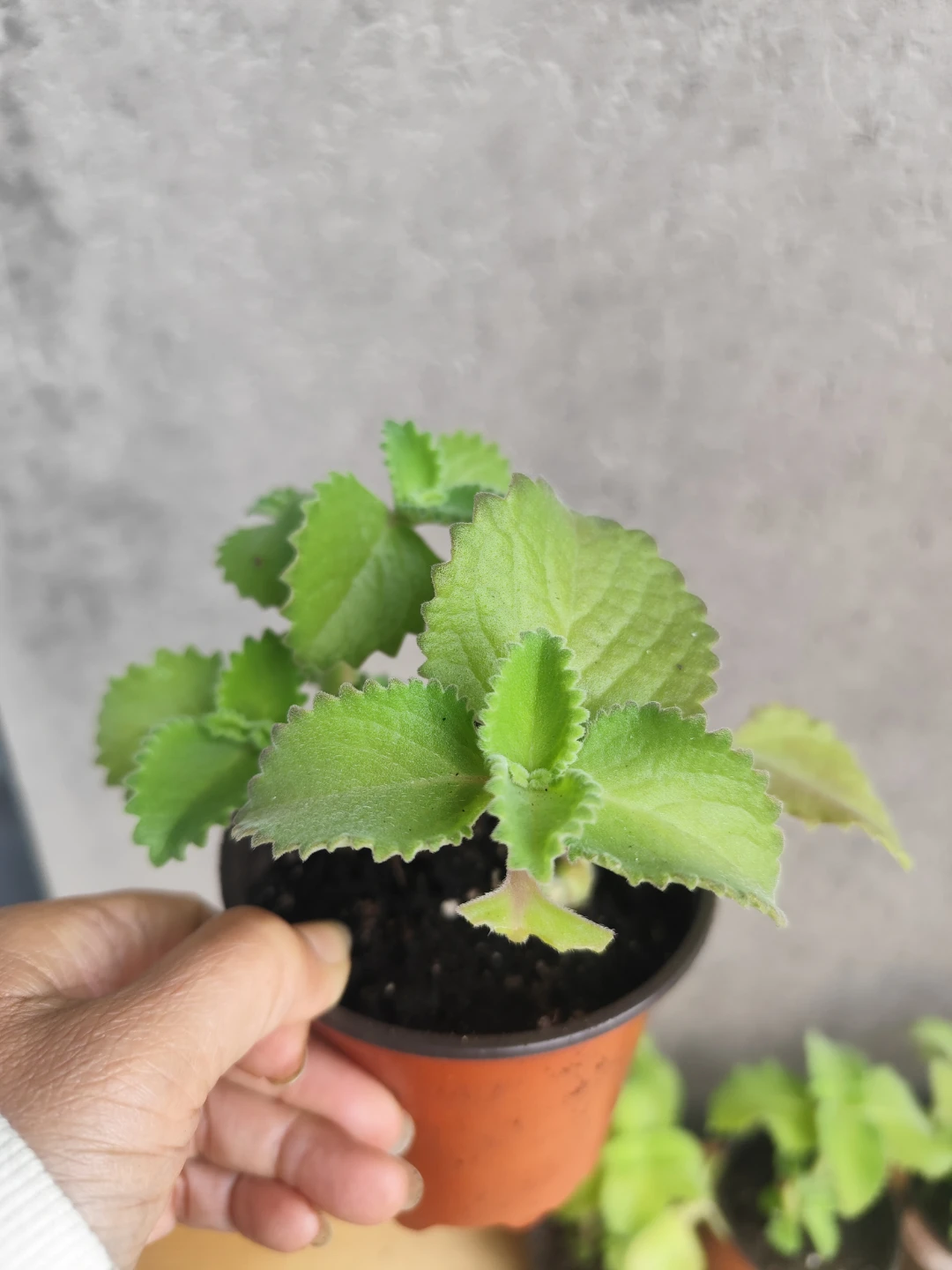 Ajwain Plants