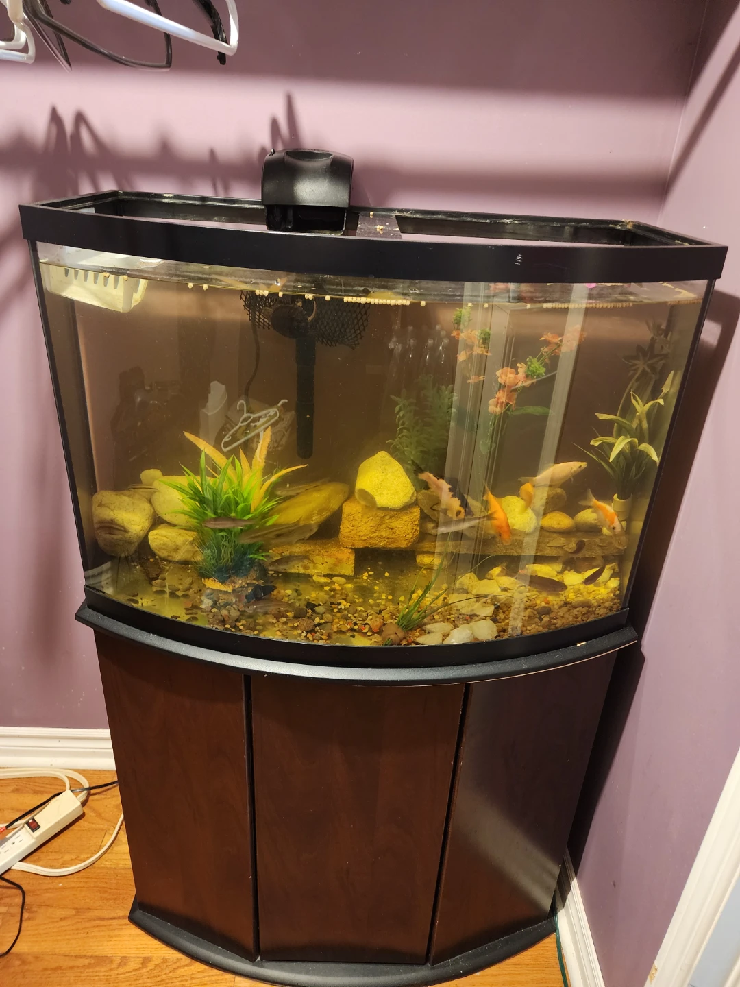 FREE FISH AND FREE FISH TANKS - photo 4