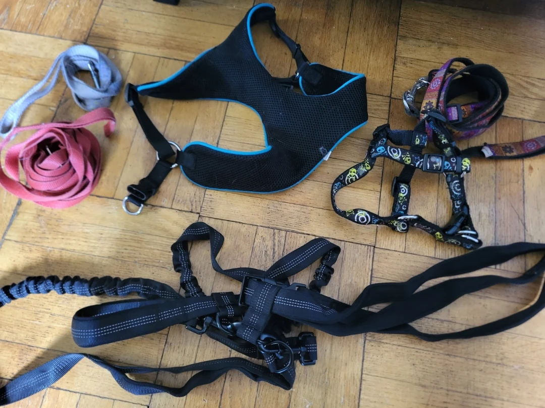 Dog harnesses and leashes bundle