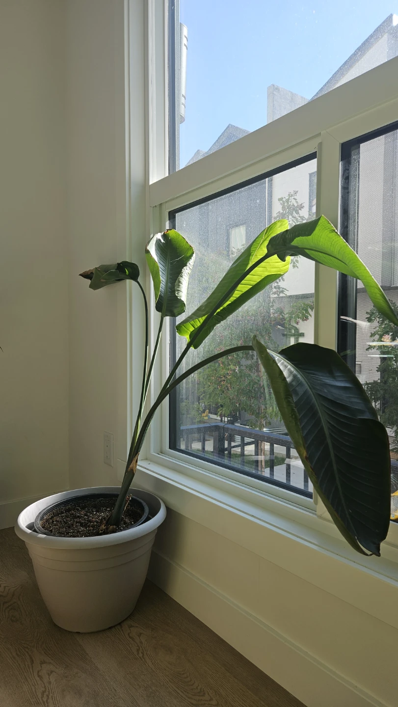 Bird of Paradise Plant