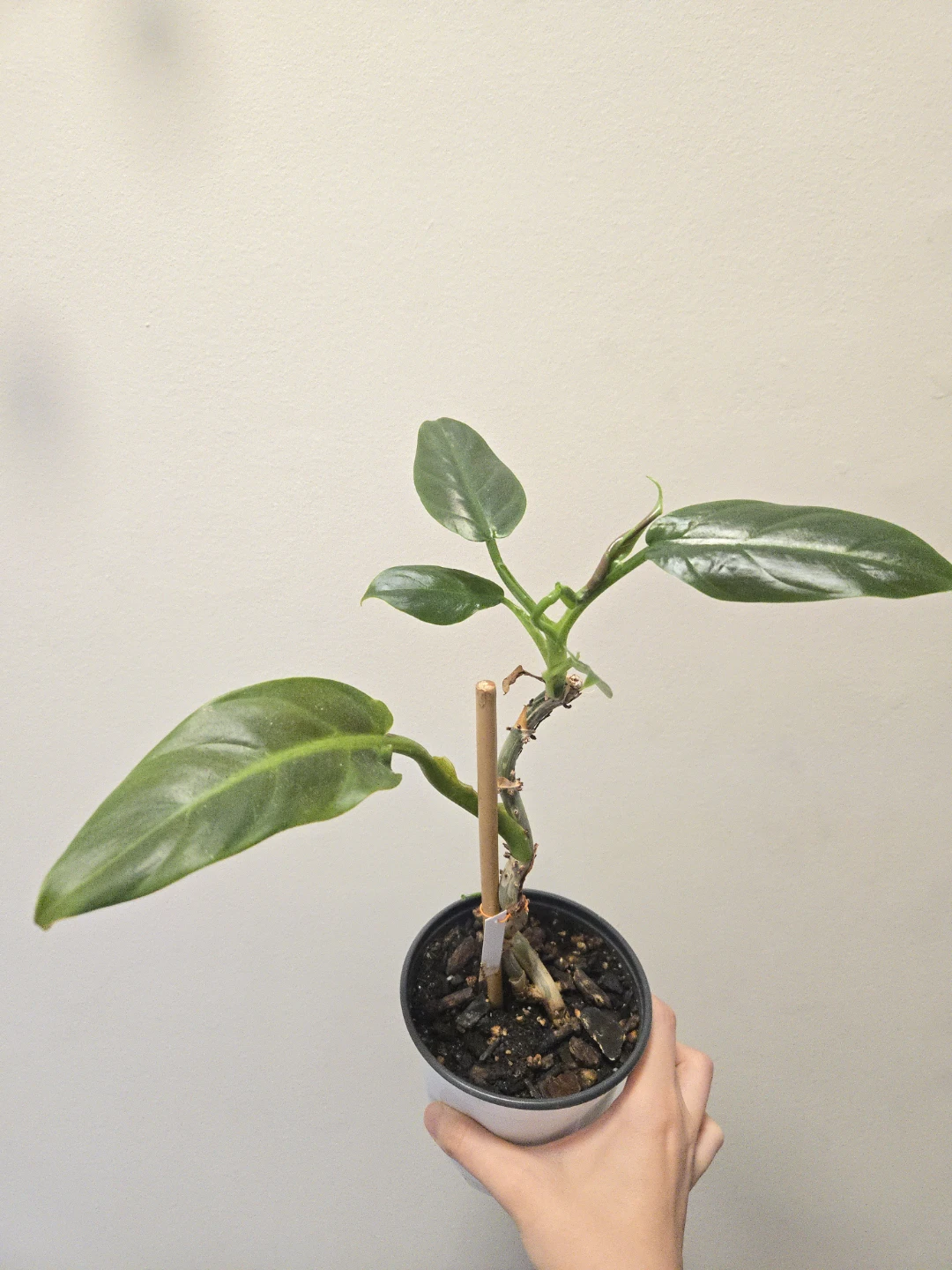 Philodendron Subhastatum