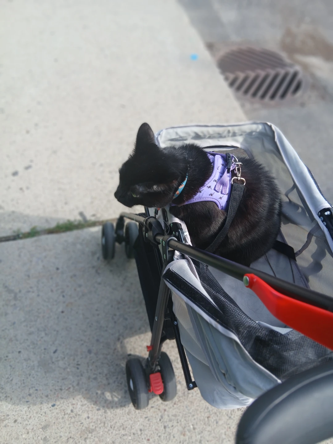 Lightweight Pet Stroller - photo 3