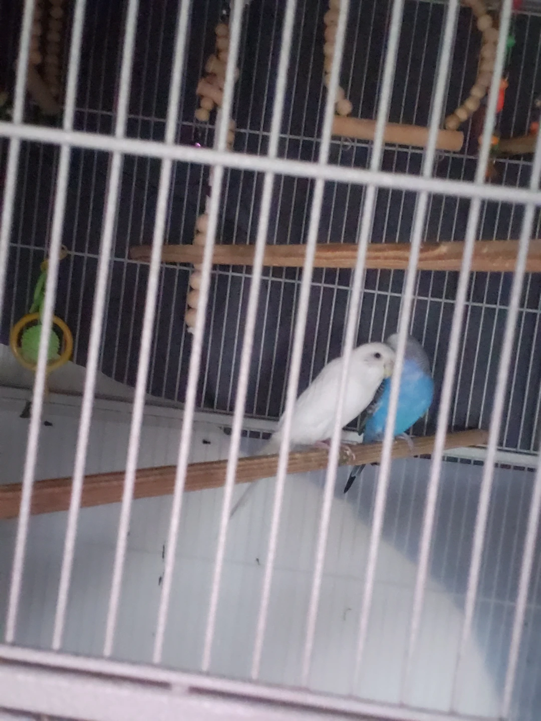 2  female budgies one white and other blue