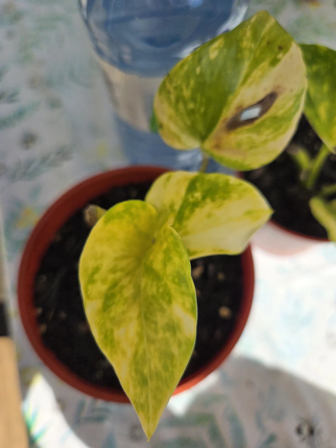Two Pothos Houseplant Cuttings - photo 2
