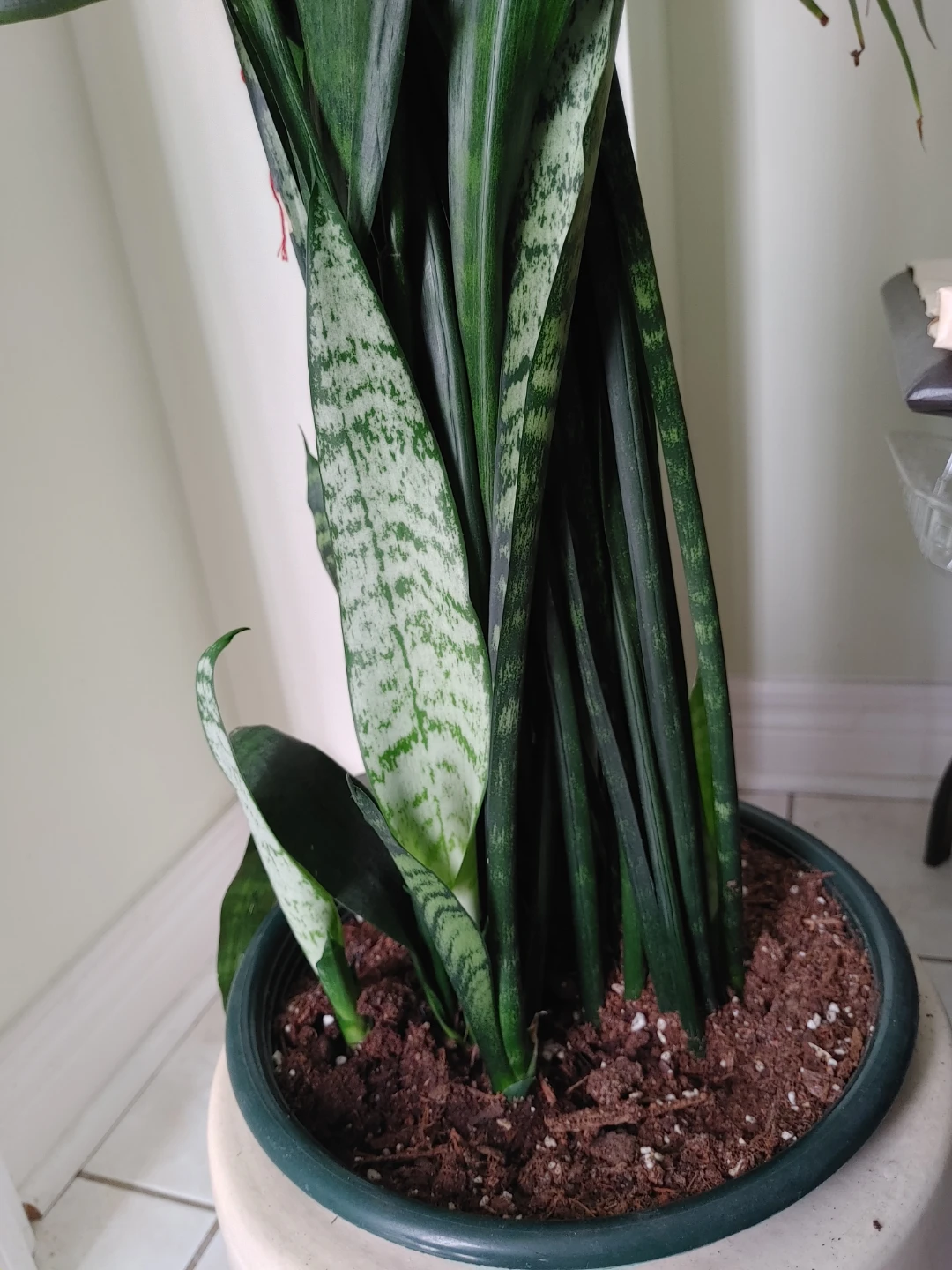 Snake Plant in Green Pot - photo 2