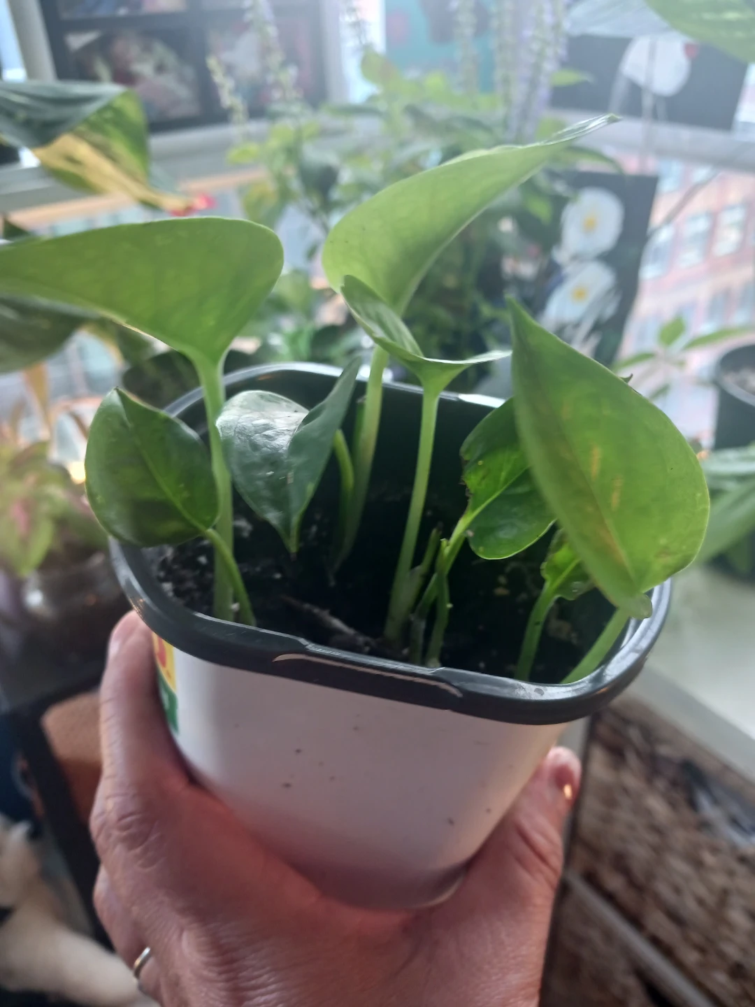 Small Pothos Plant