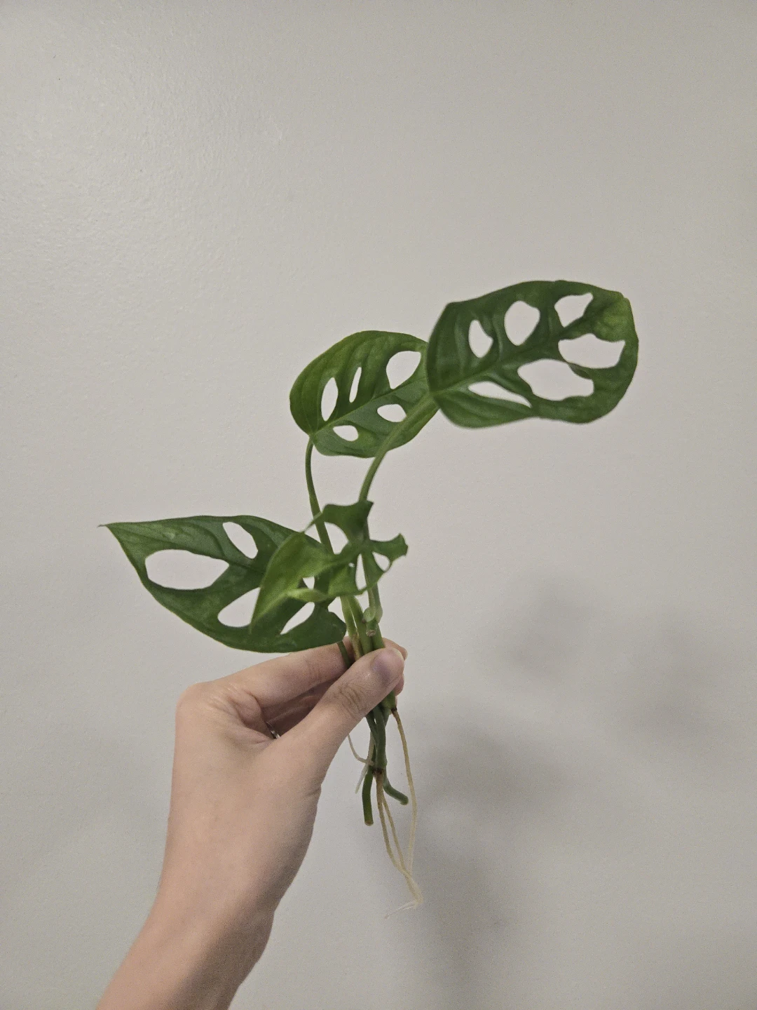 Monstera Adansonii rooted cuttings