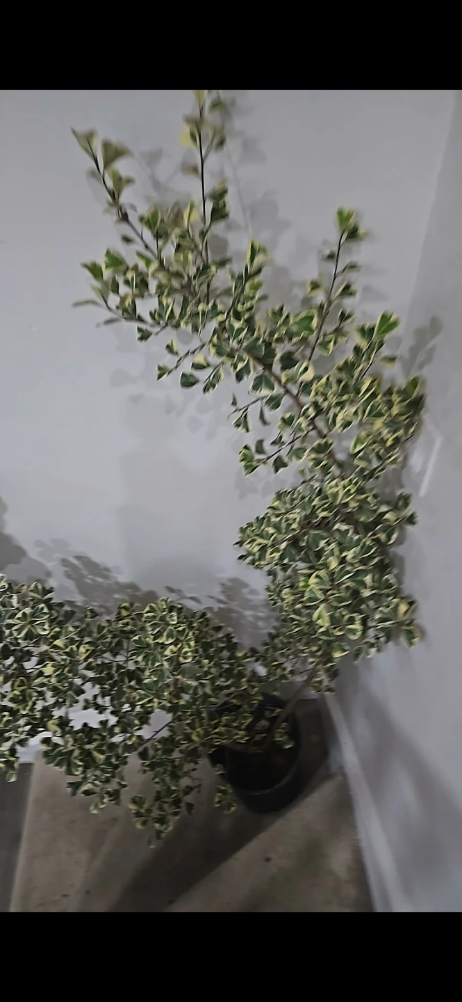 Variegated Euonymus Houseplant 5 feet - photo 3