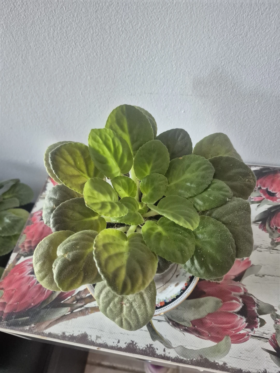 African Violet Plants – $4 Each - photo 4