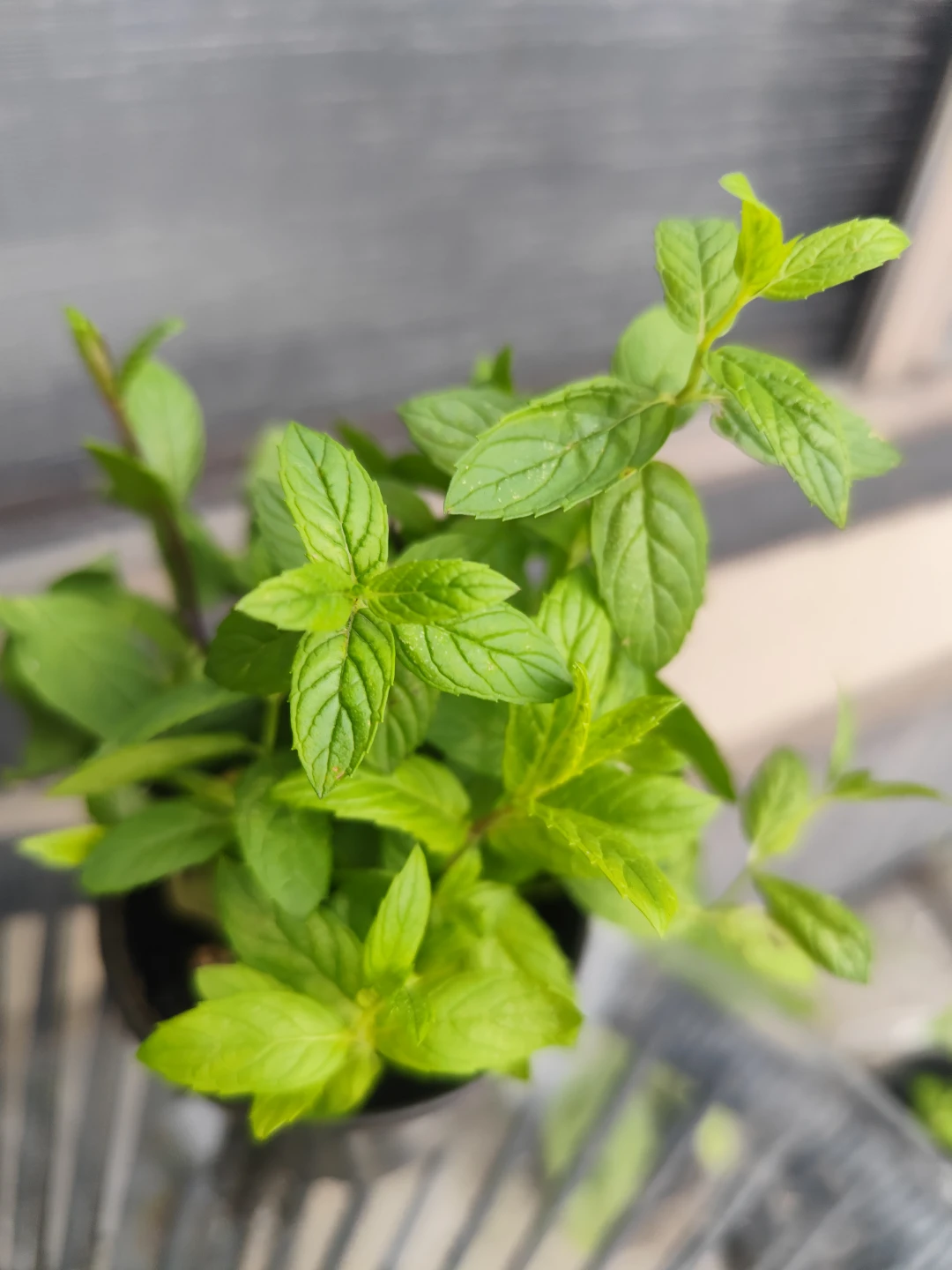 Baby Mint Plants in Pots