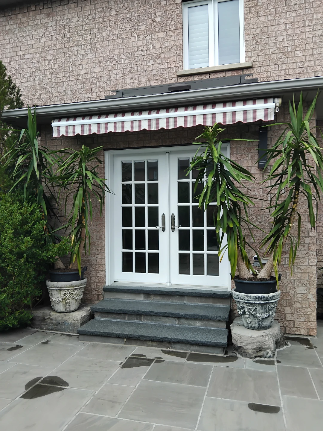 Two Large Potted Yucca Plant - photo 3