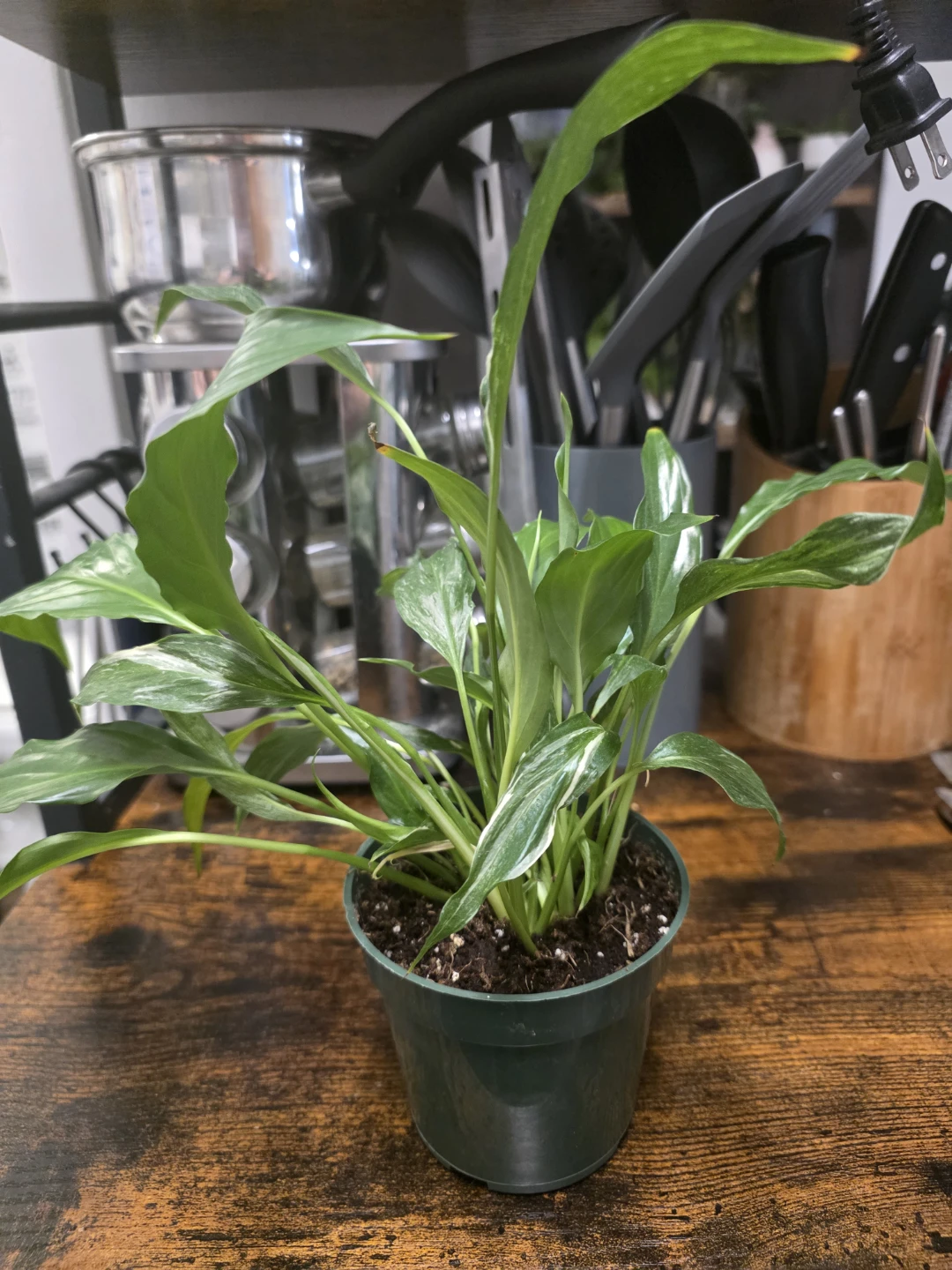 Variegated Peace Lily/ regular peace Lily - photo 2