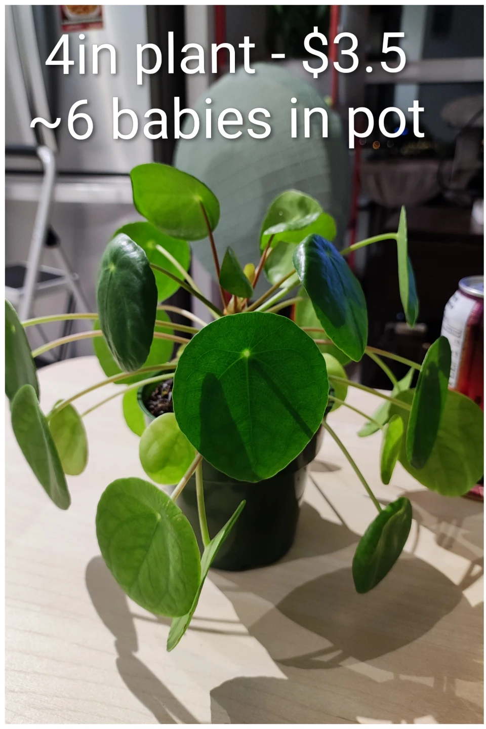 Assorted Houseplants - Chinese Money and Red Polka Dot - photo 5