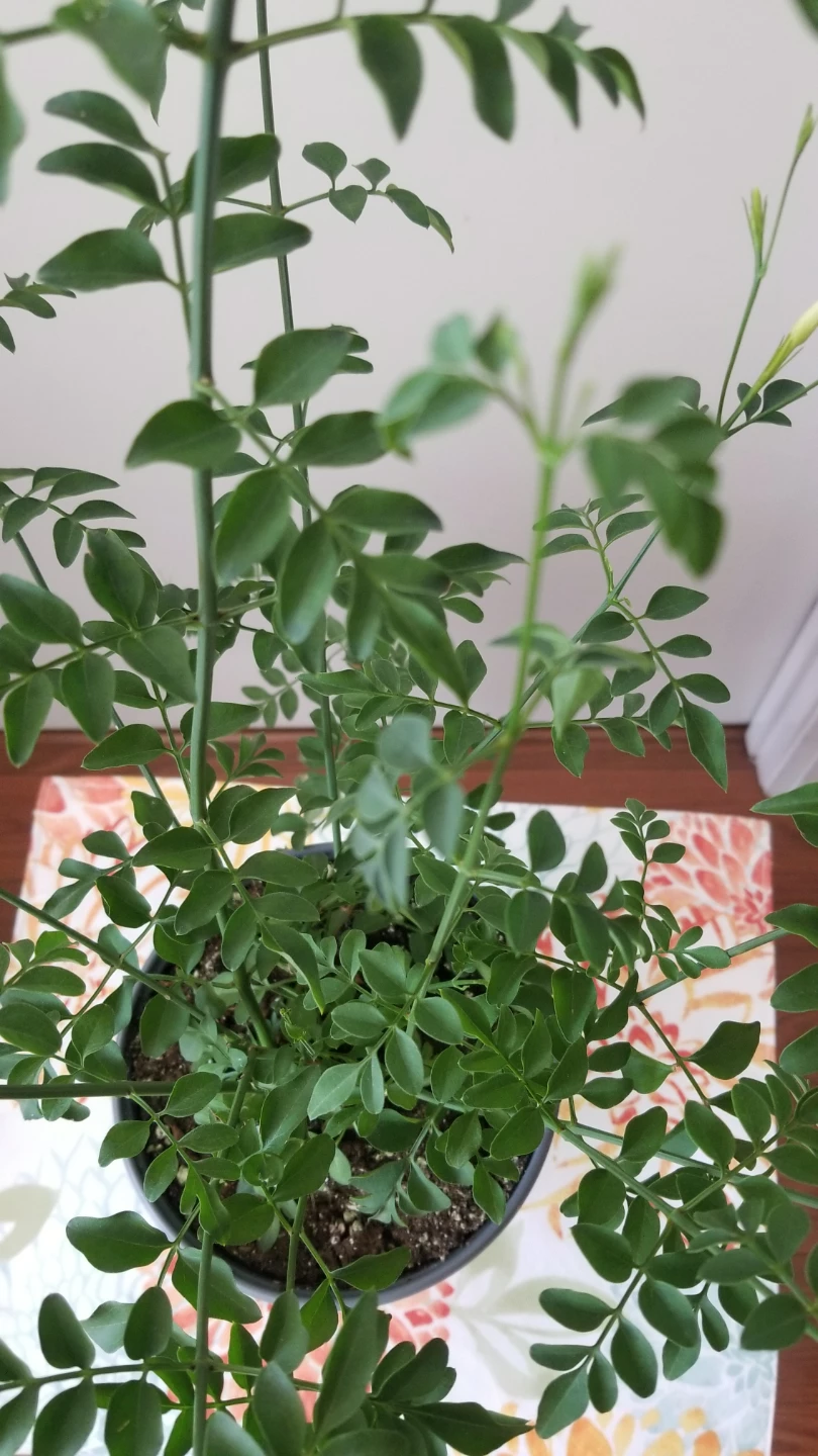 Jasmine Plant - photo 5