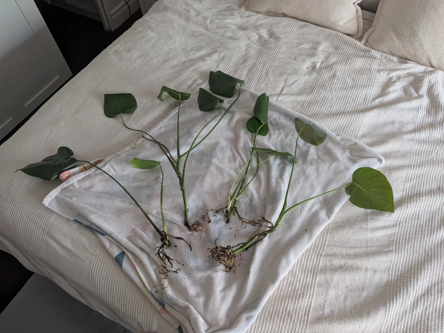 🌿Monstera Deliciosa rooted cuttings FREE w/ purchase