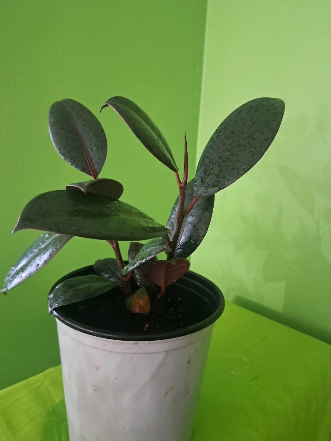 Rubber Plant in Pot